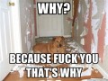Why fuck you
