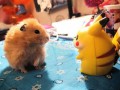 Pikaczu vs chomik