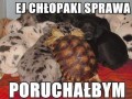 żółw