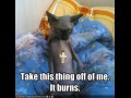 Angry cat