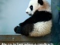 Rady pandy