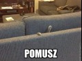 Pomusz