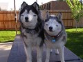Derp dogs