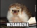 Wzgardzil
