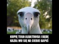 Albatros