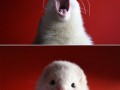 Nom