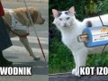 Kot izolator