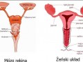 Mozg rekina vs zenski uklad rozdrodczy