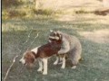 World39s worst hunting dog