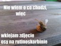 Osa
