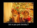 Prezent pod choinkę