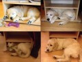 Labradorek