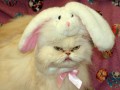 Angry kitteh