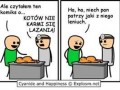 Koty i lazagnia