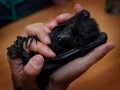 Mały batmanek