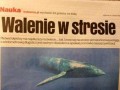 Walenie w stresie