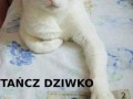 Tancz