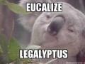 Eucalize
