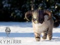 Skymirrr