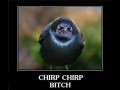 Angry bird