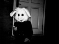 White rabbit
