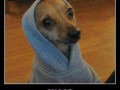 Snoop dogg
