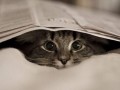 Kot spod gazety