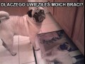 Dlaczego