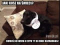Pieseł