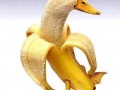 Wtf 3