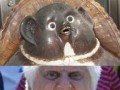 Wat