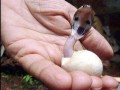 Aww