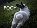 Foch