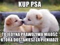 Piesek