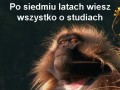 Studia