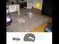 Ninja