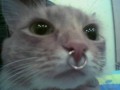 Swag 1