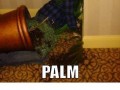 Facepalm