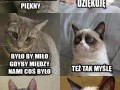 Kotek