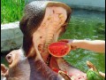 Om nom nom