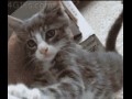Kociak