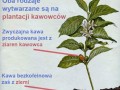 Kawa