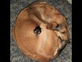 Aww