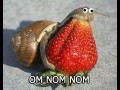 Omnomnom