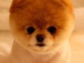Boo