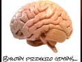 Mózg