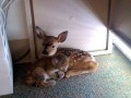 Aww