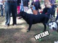 Witam 1