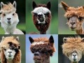 Lama