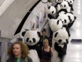 Pandy